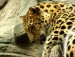 222px-Male_leopard_zoo-l